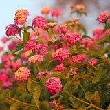2 Lantana Plants Live, Perennial Live Flowering Lantana, Container Growing 4-9 Inch Tall - Rose