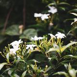 Live Jasmine Plant, White Jasmine Flower, Fragrant Climbing Vine, 4-7 Inches Tall, Ready for Planting (Star Jasmine)