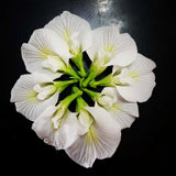 White Butterfly Pea Plant Live, 6 to 10 Inc Long Butterfly Flower Vine Plant Live Growing, 4 Inc Potted (Clitoria ternatea)
