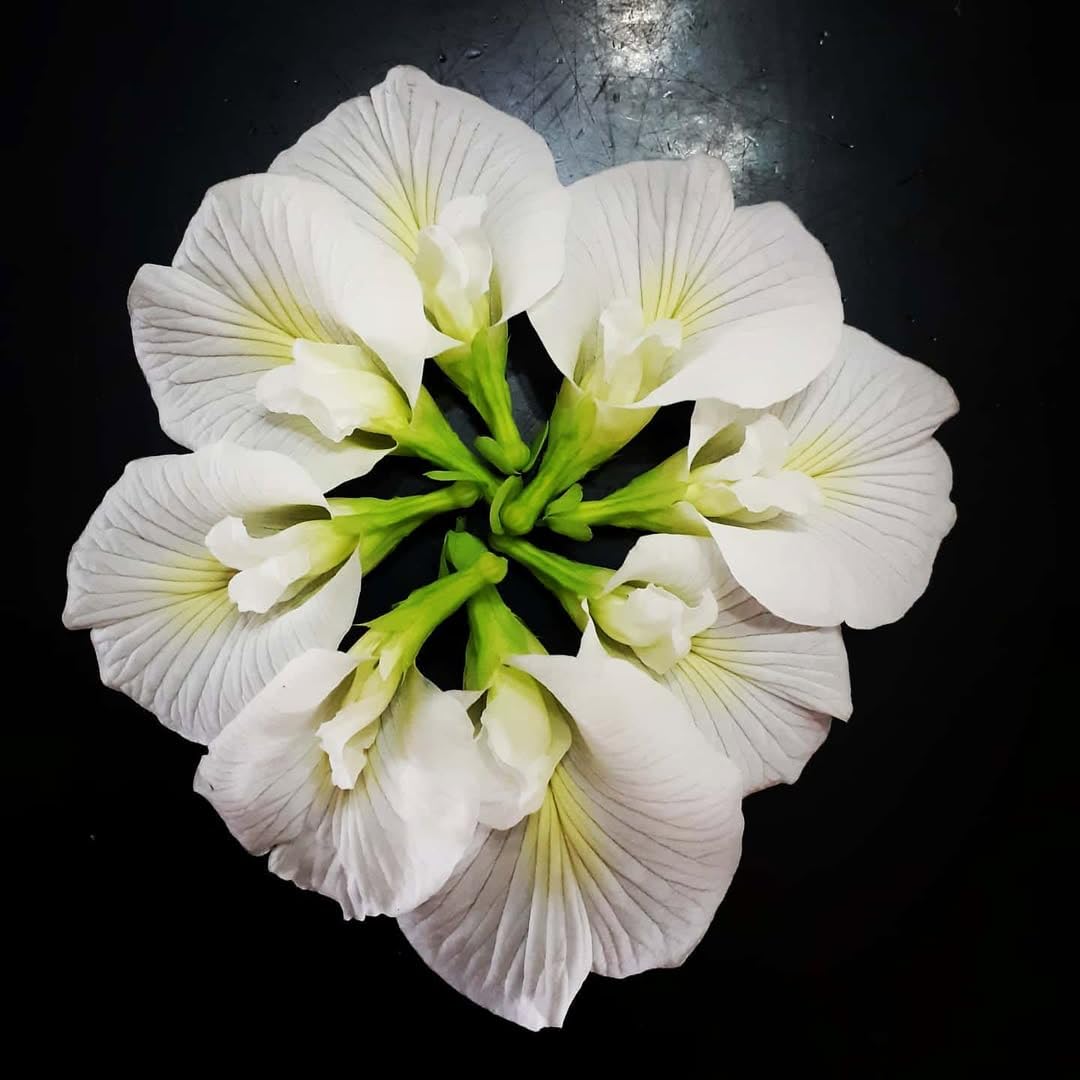 White Butterfly Pea Plant Live, 6 to 10 Inc Long Butterfly Flower Vine Plant Live Growing, 4 Inc Potted (Clitoria ternatea)