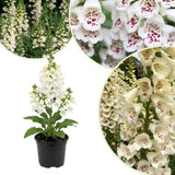 Live White Foxglove Plant, 3-5" Tall, 3 Inch Pot, White Foxglove Plant, Hardy Perennial with Colorful Summer Flowers
