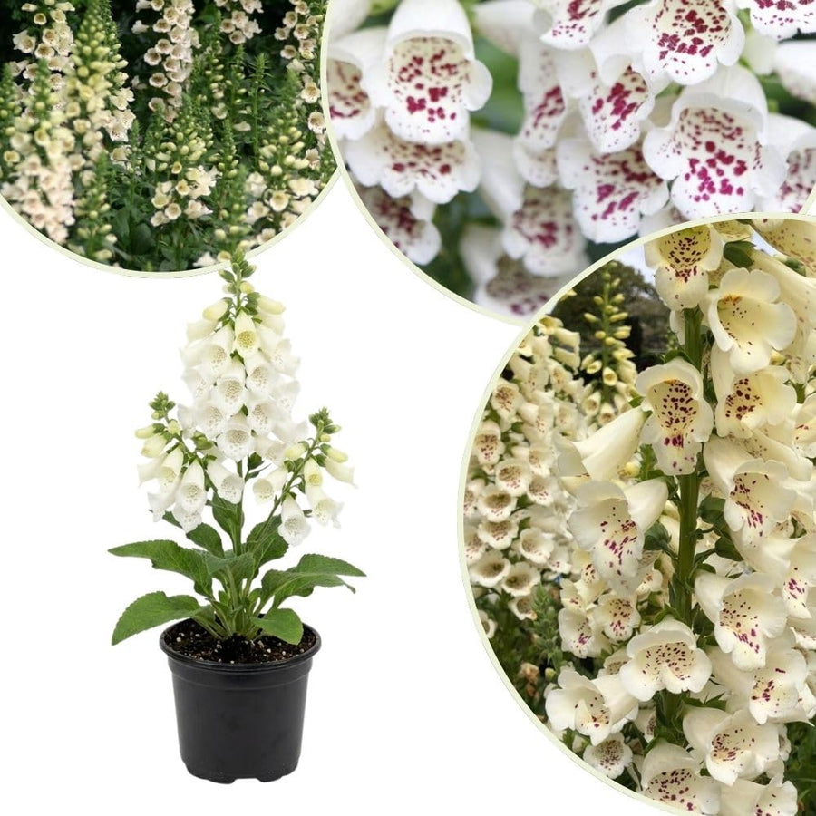 Live White Foxglove Plant, 3-5" Tall, 3 Inch Pot, White Foxglove Plant, Hardy Perennial with Colorful Summer Flowers