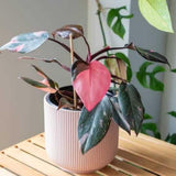 Set 2 Princess Philodendron Live Plants, Rare Variegated Tropical Houseplants, 5-8 Inch Tall Indoor Foliage (Pink Philodendron)