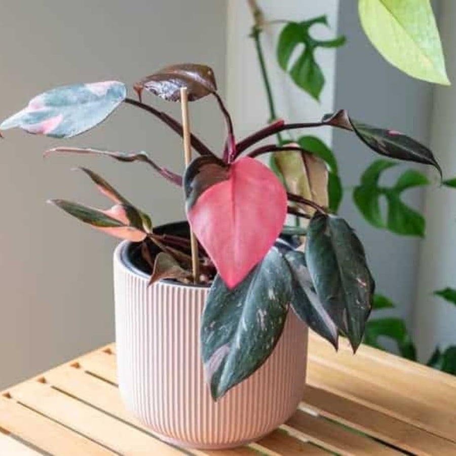 Set 2 Princess Philodendron Live Plants, Rare Variegated Tropical Houseplants, 5-8 Inch Tall Indoor Foliage (Pink Philodendron)