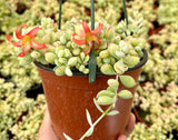Cotyledon Pendens Plant, Rare Cotyledon Succulents, Easy-Care Hanging Houseplant for Indoor Outdoor Decoration, 6'' Potted