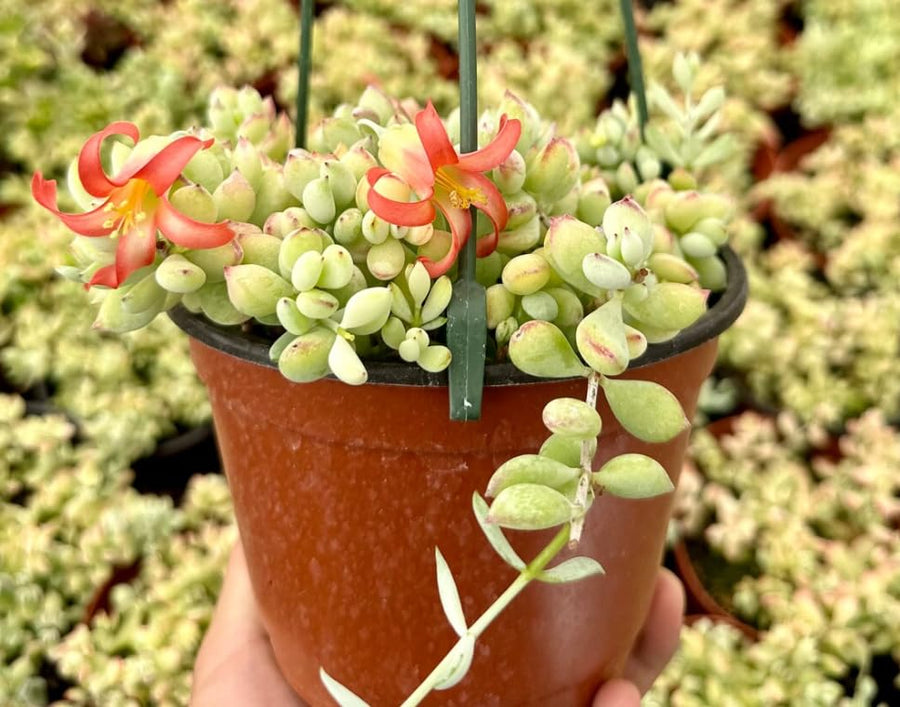 Cotyledon Pendens Plant, Rare Cotyledon Succulents, Easy-Care Hanging Houseplant for Indoor Outdoor Decoration, 6'' Potted