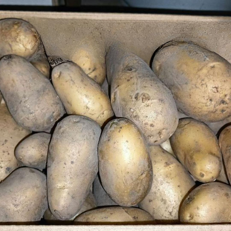 Russet Potato Seeds for Planting, Seed Potatoes for Planting, 2 Pounds, Heirloom, Vegetable Live Plant Easy to Plant, Potato Tuber Bulbs