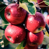 2 Apple Trees Live Plants Bareroots 1.5-2 Feet Tall, Apple Plant Live for Planting, Live Apple Tree Plant, Sweet Apple Fruit Tree (Red Delicious Apple)