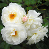 Rose Bush Live Plant - Rose Plant Live - Bareroot with Soil 5-10 Inch Tall - Fragrant Flowers Shrub
