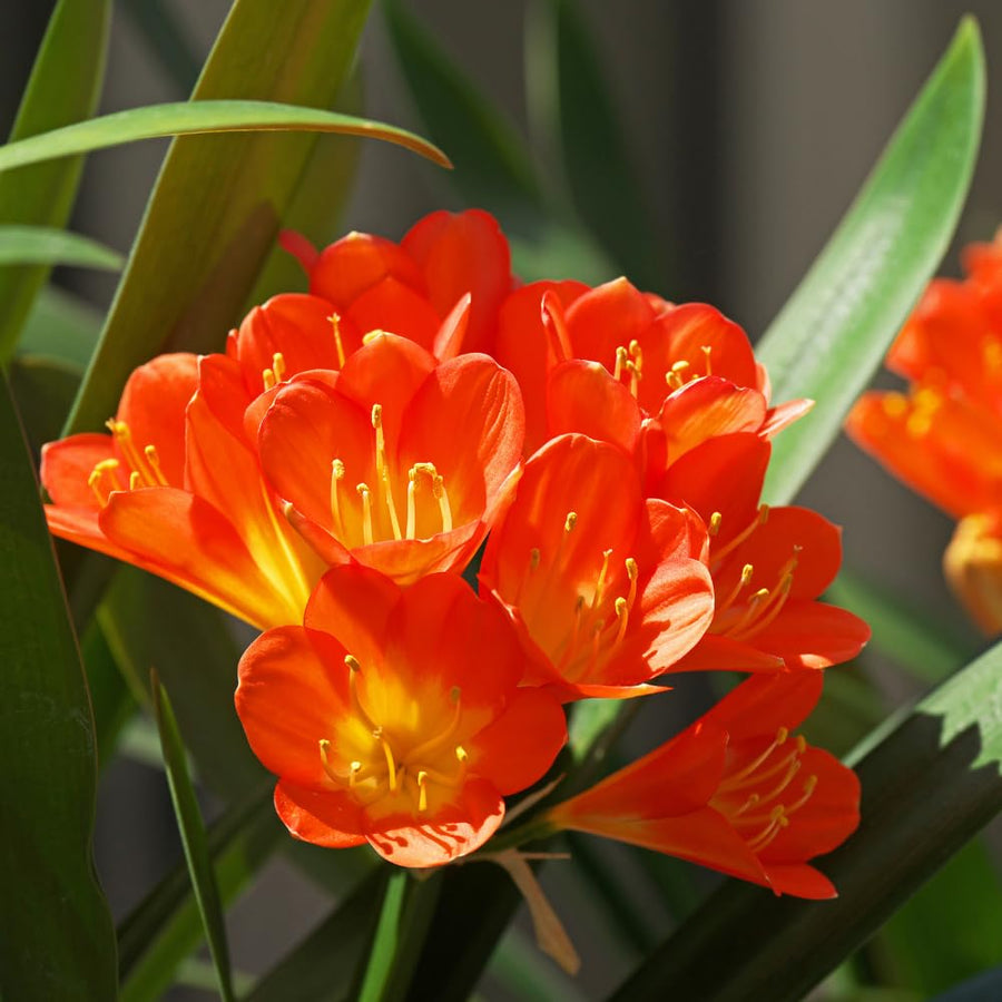 Orange Clivia Plant Live, Clivia Flower Plant, 6-8 Inches Tall in 6 Inches Pot, Bush Lily Plant for Outdoor Garden