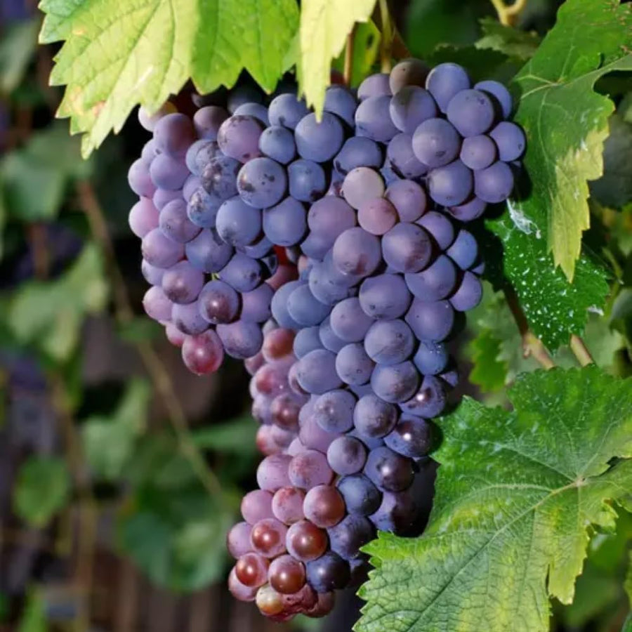Red Blue Grape Vine Plant Live for Planting, Grape Plant Live Grape Tree 1-2 Years Old, Grape Fruit Tree for Planting