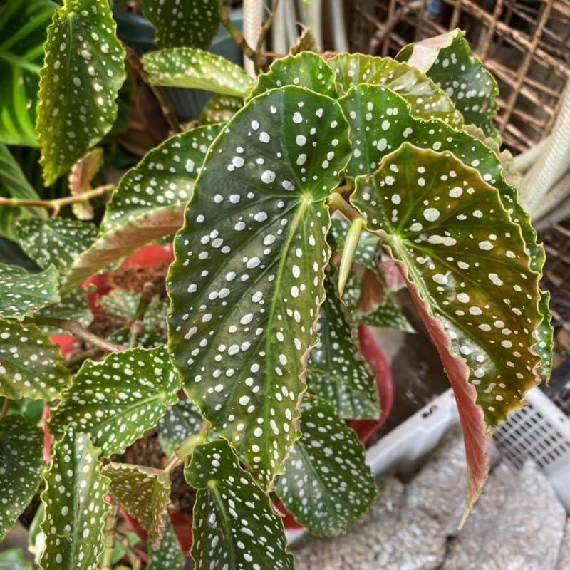 Set 3 Begonias Live Plants, Angel Wing Begonia Maculata Polka Dot, No Pot, Starter 4 to 8 Inc Tall, Indoor Outdoor Houseplant