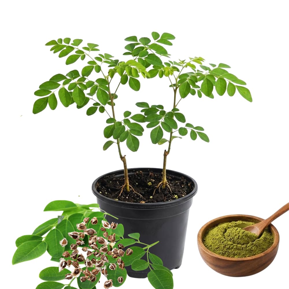 2 Moringa Trees Live Plants, Moringa Oleifera Drumstick Plant Live, 4 Inc Pot, Herb Garden Planting Outdoor