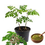 2 Moringa Trees Live Plants, Moringa Oleifera Drumstick Plant Live, 4 Inc Pot, Herb Garden Planting Outdoor