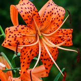Set of 10 Turks Cap Lily Bulbs, Tiger Lily Hardy Perennial Flower Bulbs for Gardens, Borders, and Outdoor Landscaping, Reblooming Summer Flowers
