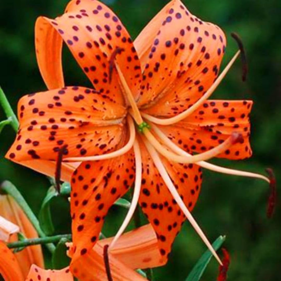 Set of 10 Turks Cap Lily Bulbs, Tiger Lily Hardy Perennial Flower Bulbs for Gardens, Borders, and Outdoor Landscaping, Reblooming Summer Flowers