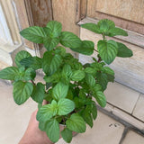 Orange Mint Plant in 3.5'' Pot, Fragrant, Hardy, Perennial Herbs for Planting Indoor Outdoor