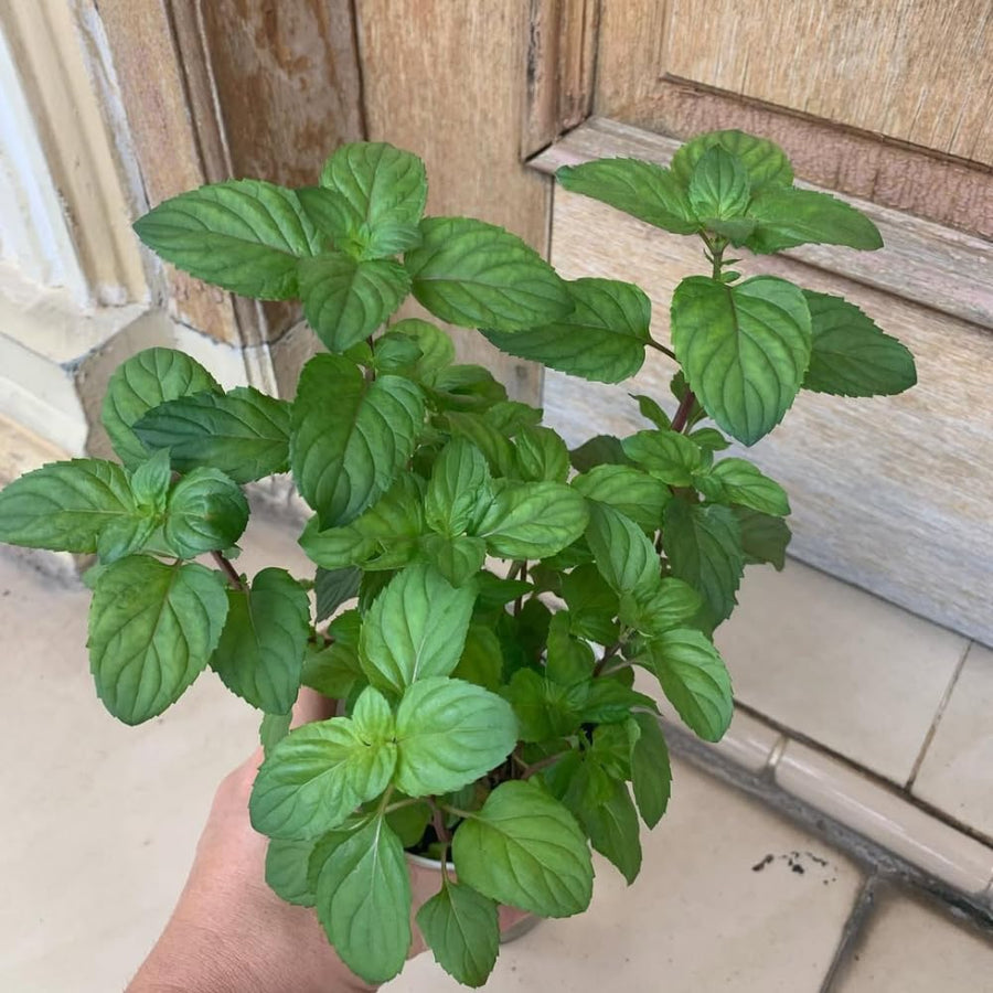 Orange Mint Plant in 3.5'' Pot, Fragrant, Hardy, Perennial Herbs for Planting Indoor Outdoor