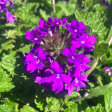 4 Verbena Plants Live, 5-9" Tall Hardy Perennial Flower Plants, Well-Rooted for Outdoor Planting