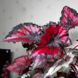 Begonia Live Plant Outdoor, Can Grow As Weeping Begonia, Red Black Leaf, Fast-Growing, Easy-Care Flowering Plant for Gardens Containers, 5-9” Tall, No Pot, Begonia Maculata Plants