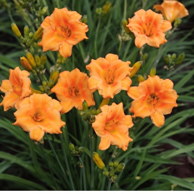 Set 6 Orange Daylily Live Starter Plant, 4-6" Tall, Daylilies Plant, Hardy Flowering Plant for Yard, Garden and Landscaping, Bareroot