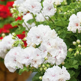 White Geranium Plants Live, 2 Plants, Geranium Flower Plants, Size Plant 4 Inches