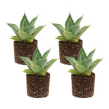 Set 4 Blue Agave Plants Live, Agave Live Plant, Easy Care Succulent Plant, 3 to 5 Inches Tall, Indoor Outdoor Growing