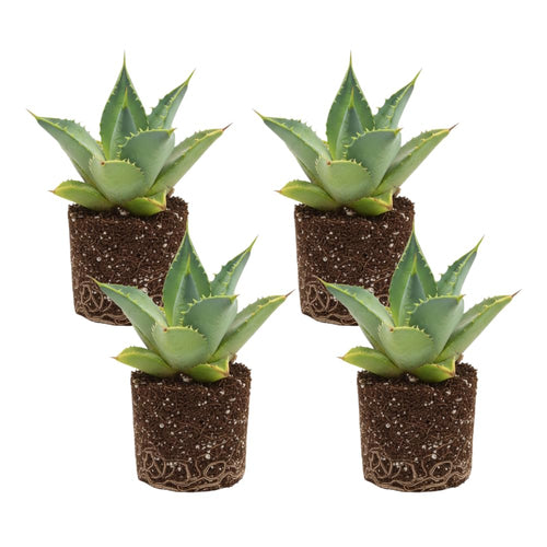 Set 4 Blue Agave Plants Live, Agave Live Plant, Easy Care Succulent Plant, 3 to 5 Inches Tall, Indoor Outdoor Growing