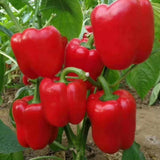 Pack 2 Live Pepper Plants 90 Days Old for Planting, 3 to 5 Inches Tall, Fast Growing, Hot Chili Peppers for Outdoor Growing (Hot Belle)