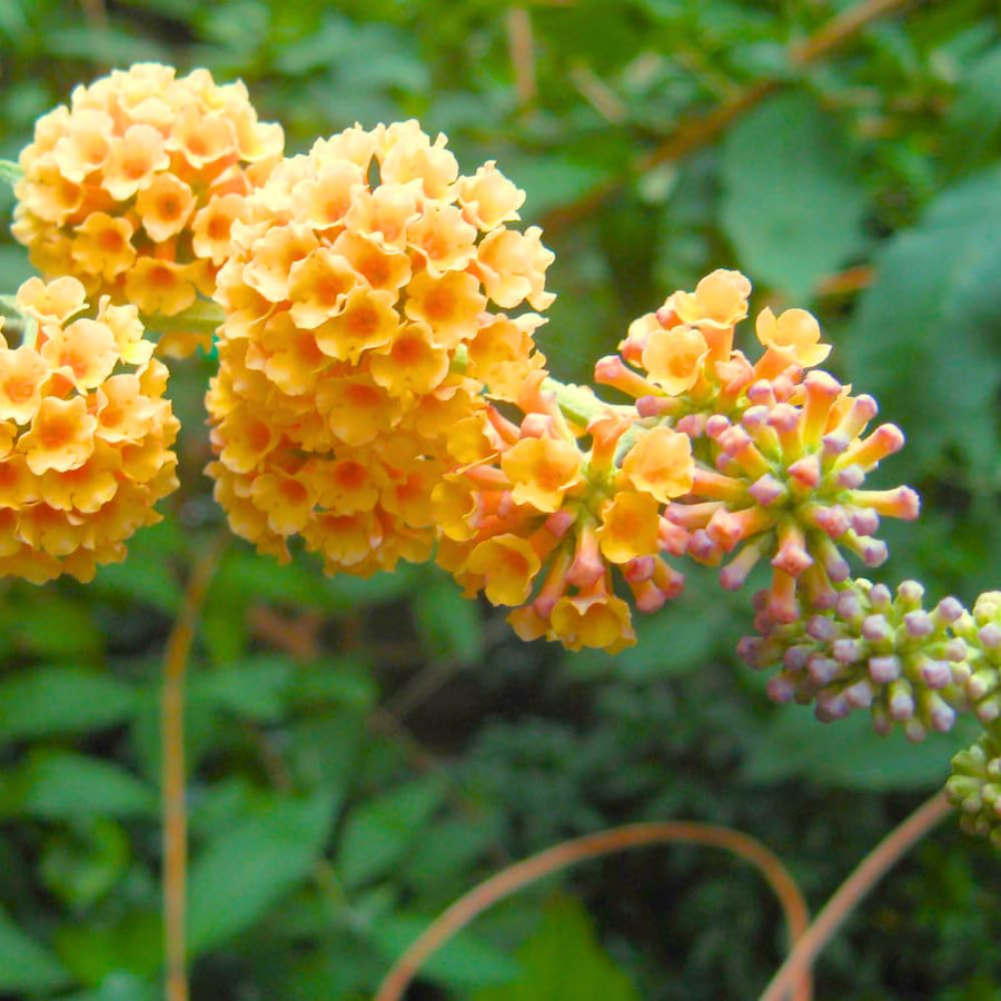 Butterfly Bush Shrubs, Yellow Butterfly Bush Live Plant Trees Shrub for Planting Garden Indoor Outdoor