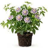 Purple Maypop Passion Flower Vine Plant, 4-7 Inch Starter Plant - Cold Hardy Passiflora Incarnata Climbing Vine, Vibrant Blooms, Passiflora Plant in Soil