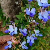 Blue Butterfly Clerodendrum Plants Live, Trailing Light Bulb Flowering Vine, 4-8 Inch Tall, Ready to Plant Outdoor