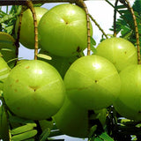 Gooseberry Tree Live, Gooseberry Fruit Plant for Outdoor Planting, 3 Feet Tall Ready to Grow