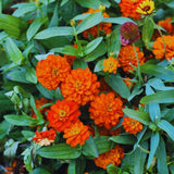 2 Orange Zinnia Plants Live, Zinnia Live Plants for Planting, Flower Plant, 4 Inches Pot