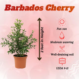 Barbados Cherry Plant Live, Acerola Cherry Fruit Live Plant, Sweet Tropical Fruit Tree, Early Fruiting, 2 Feet Tall for Outdoor Gardening