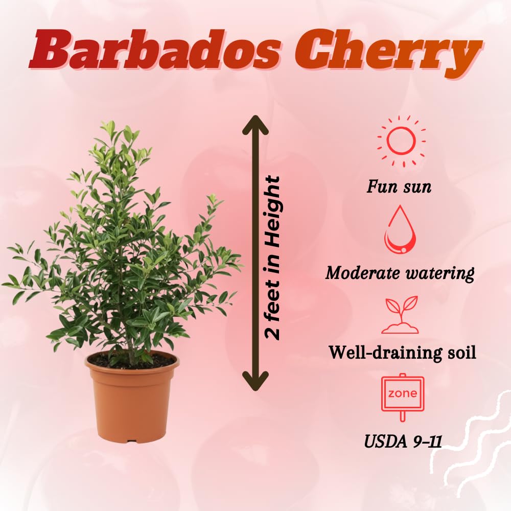Barbados Cherry Plant Live, Acerola Cherry Fruit Live Plant, Sweet Tropical Fruit Tree, Early Fruiting, 2 Feet Tall for Outdoor Gardening