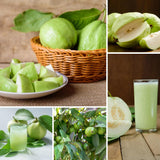 White Guava Tree Live Plant, Guava Plant Live, 8 to 10 Inches Tall, Sweet Tropical Fruit Tree for Indoor Outdoor Growing