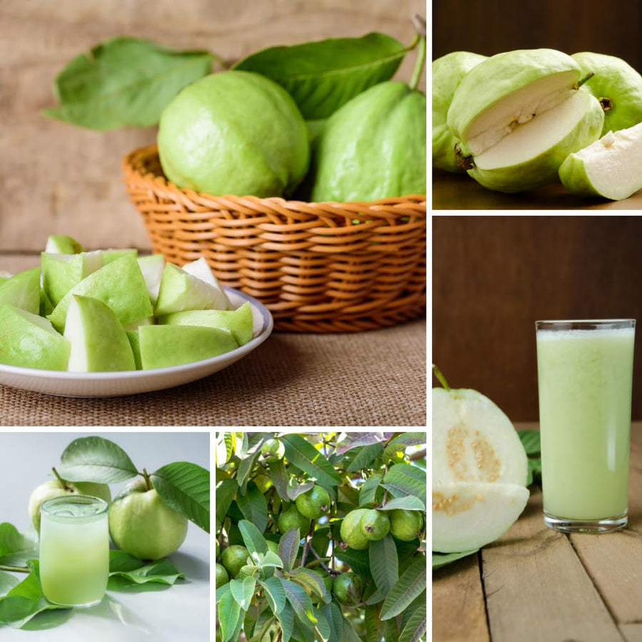 White Guava Tree Live Plant, Guava Plant Live, 8 to 10 Inches Tall, Sweet Tropical Fruit Tree for Indoor Outdoor Growing