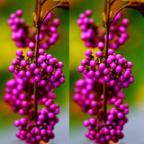 American Beautyberry Tree Live Plant, 2–3 Years Old, 12-16 Inches Tall, Outdoor Berry Shrub for Garden Spring Planting, Bare Root, Well-Rooted