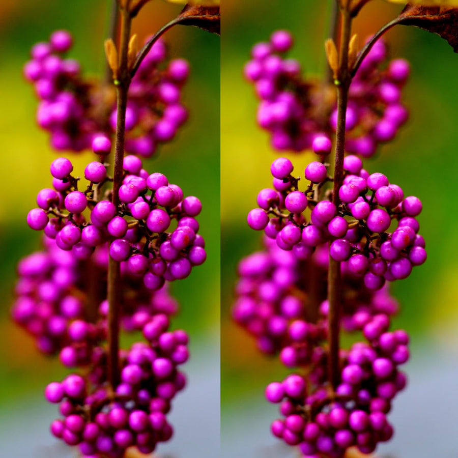 Set of 2 American Beautyberry Trees Live Plants, 16+ Inches Tall, 2–3 Years Old, Outdoor Beautyberry Shrubs for Garden Planting, No Pot