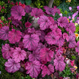 Heuchera Live Plant, Coral Bells Shrubs Perennial, Well Rooted Plants 4-7 Inch Tall