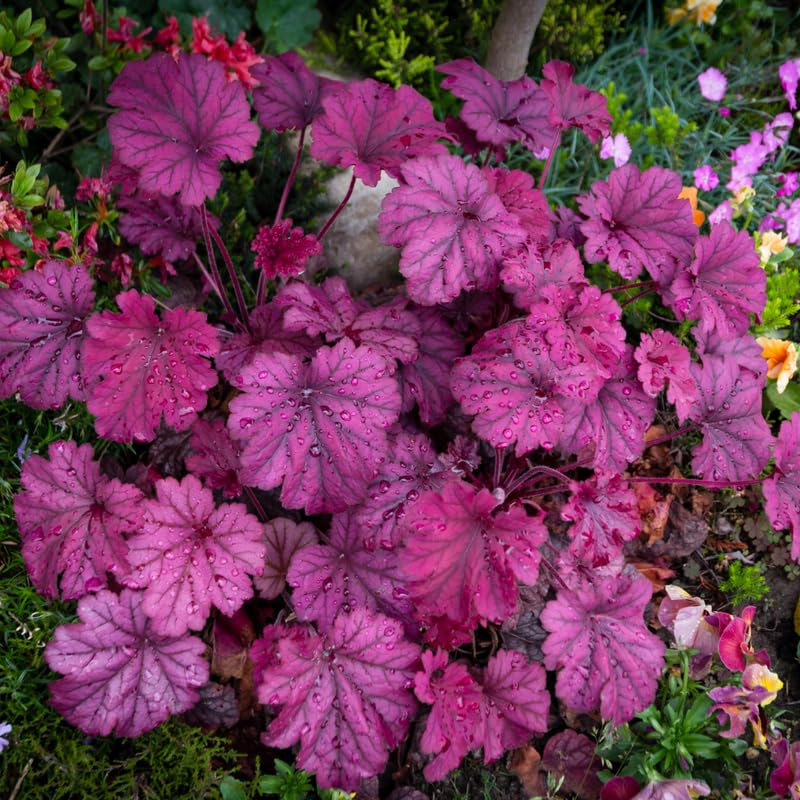 Heuchera Live Plant, Coral Bells Shrubs Perennial, Well Rooted Plants 4-7 Inch Tall