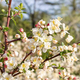 2 Dolgo Crabapple Plants Live, Crabapple Trees Live Plants for Planting 1.5 to 2 Feet Height, White Flowering Crabapple Live Plant