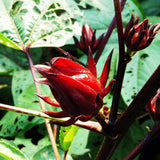 Hardy Red Roselle Hibiscus Plant Live, 8-12" Tall Red Sabdariffa Sorrel Roselle Hibiscus Flowers, Half Gallon Pot, Tropical Hibiscus Plant for Indoor Outdoor Planting