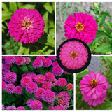2 Pink Zinnia Plants Live, Zinnia Live Plants for Planting, Flower Plant, 4 Inches Pot