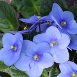 Light Blue African Violets Live Plant in 4" Pot, Starter African Violet for HouseplantIndoor Outdoor Home Decor
