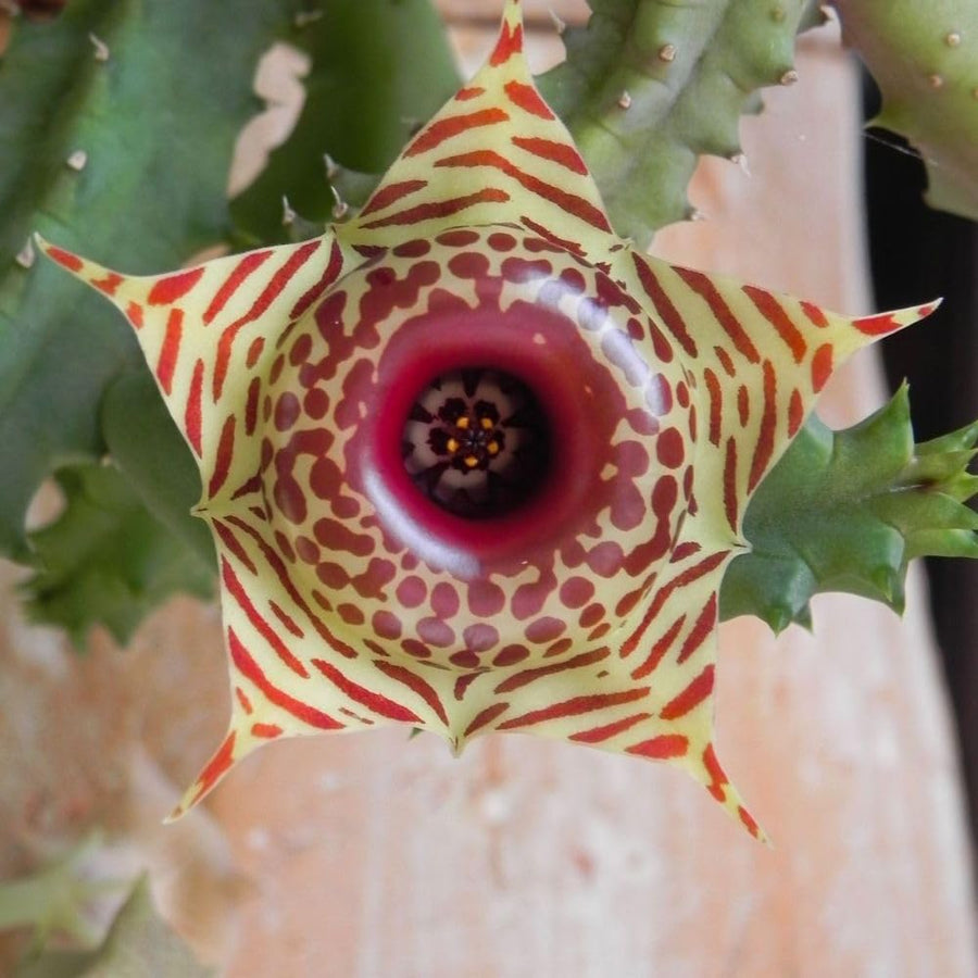 Live Starfish Cactus Plant, Well Rooted Indoor Plant, Starfish Flower Cactus, 2" Pot, 4-8 Inch Tall