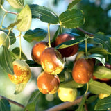 8 Months Old Li Jujube Tree Live Plant in Pot, 10 to 14 Inches in Tall, Rare Fruit Tree, High Yield, Dormant in Winter
