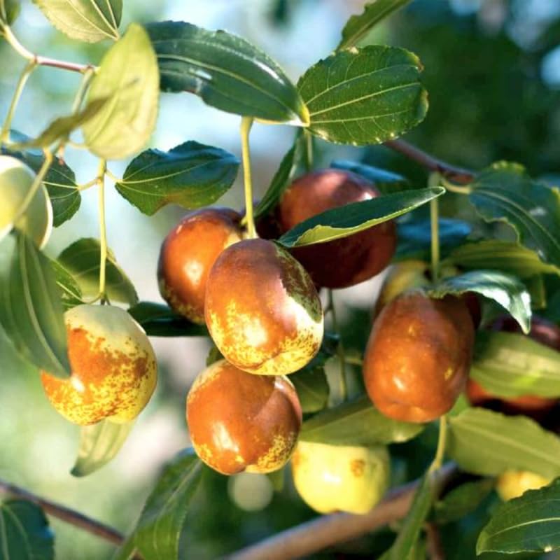 8 Months Old Li Jujube Tree Live Plant in Pot, 10 to 14 Inches in Tall, Rare Fruit Tree, High Yield, Dormant in Winter