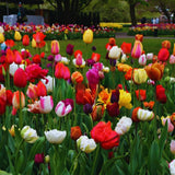 40 Mix Spring Flower Bulbs for Fall Planting, Colorful Flower Bulbs Perennial Outdoor, Top Size Bulb